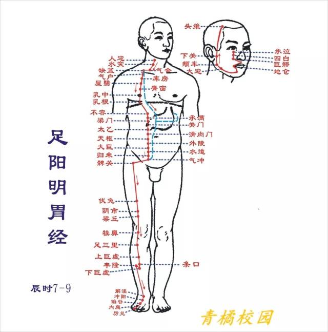 【针灸】足阳明胃经经络循行图!收图!(内赠送师姐福利