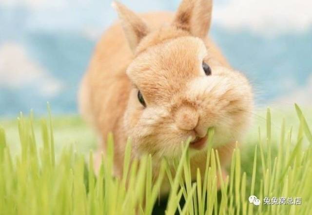 兔子吃草,天呐太可爱了-搞笑频道-手机搜狐