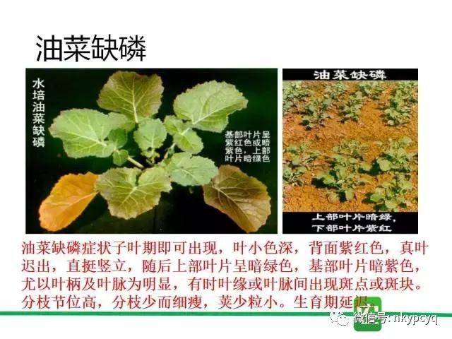 作物 不同作物缺磷症状汇总表 黄瓜 叶片呈暗绿色,植株矮化,并呈深