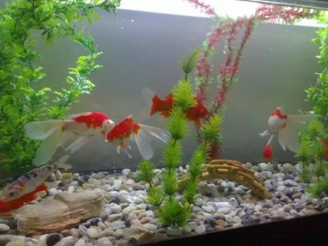 超然水族馆国庆期间,小金鱼免费送啦!