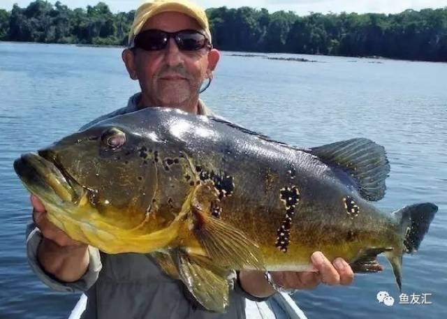 (brazil) trombetas河上游的cichla thyrosus 霹雳马三兄弟(cichla v