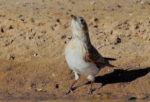 白翅百灵 新疆西北部干旱荒漠草原罕见冬候鸟,旅鸟.