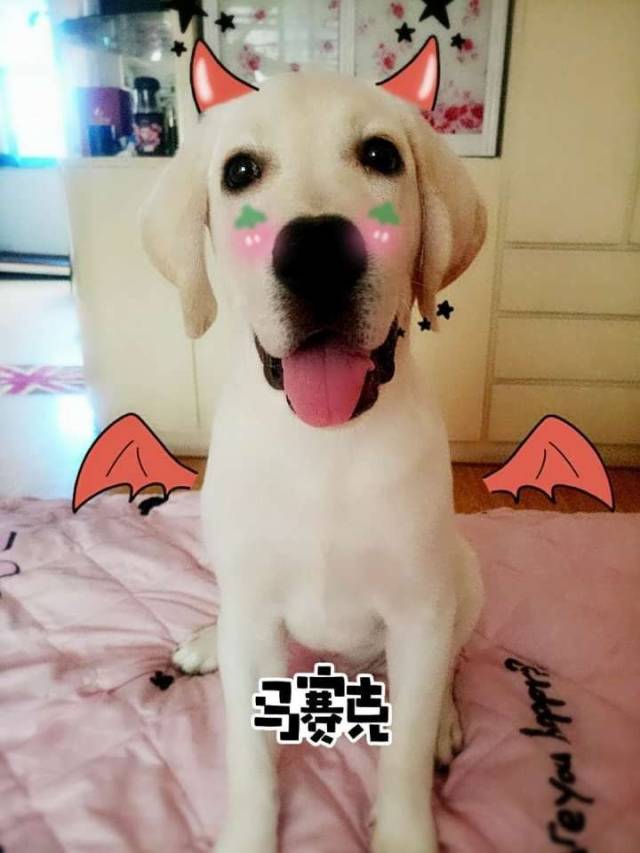 拉布拉多成长记,从刚来的时候各种睡姿到长大变成了帅