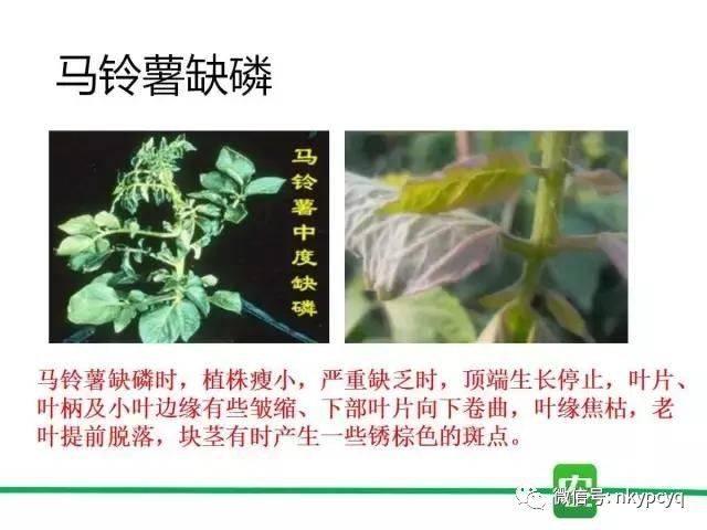 【普创分享】一分钟看懂作物缺磷图谱
