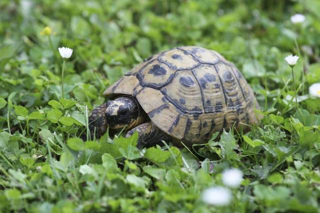 乌龟寿命究竟有多长?岁数最大的乌龟活了100