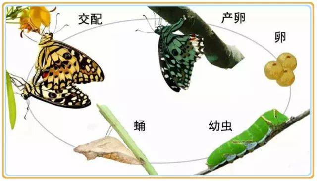 认识大自然、探索昆虫奥秘--2016级6班卓尔家