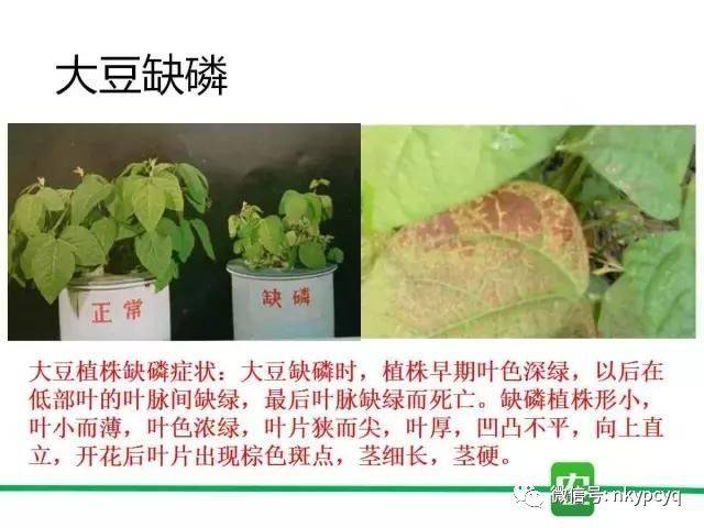 【普创分享】一分钟看懂作物缺磷图谱