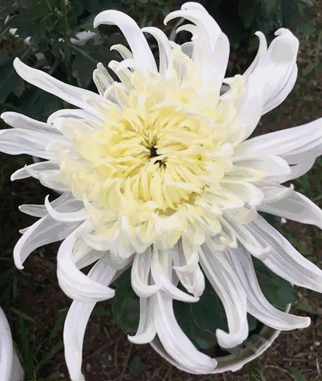 关于咱卫辉比干庙的这次【菊花展】,今天冒着风险给恁