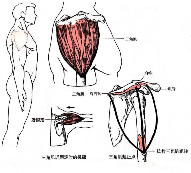 用这5个动作全方位有效锻炼你的三角肌