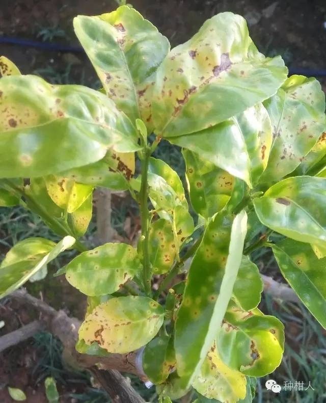 膏药病