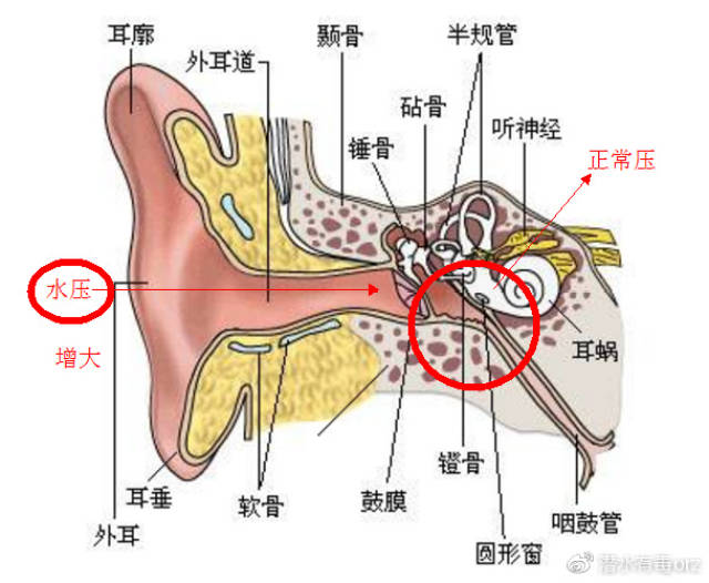 他们说,体验深潜,耳朵好疼,为什么会疼?出行前,看看先