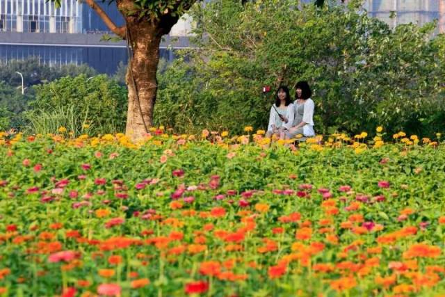 花海公园里各色百日草盛放