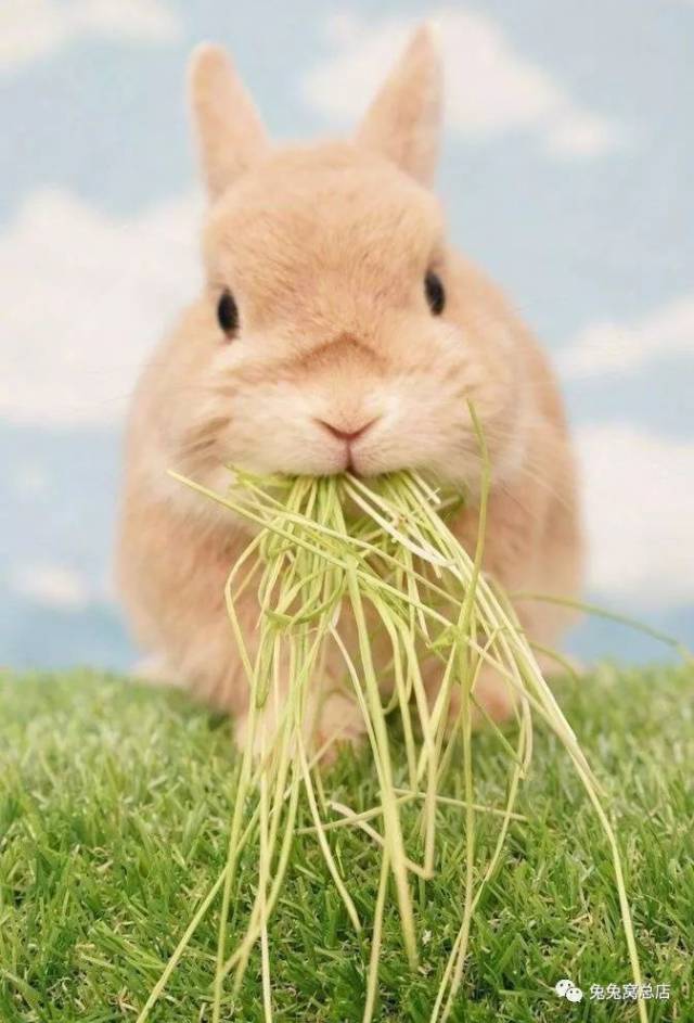 兔子吃草,天呐太可爱了