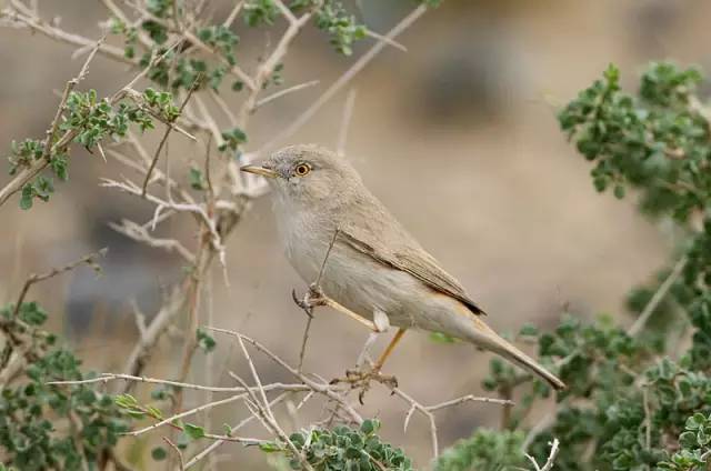 漠地林莺 典型的荒漠类鸟种,不常见,在近地面的荒漠灌丛营巢.