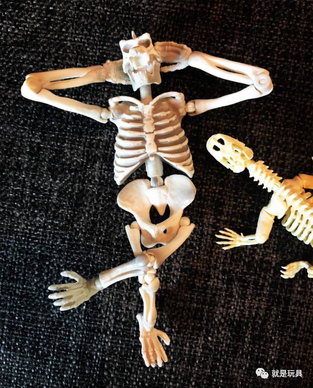 有趣的骨头:re-ment动物骨骼系列把玩分享