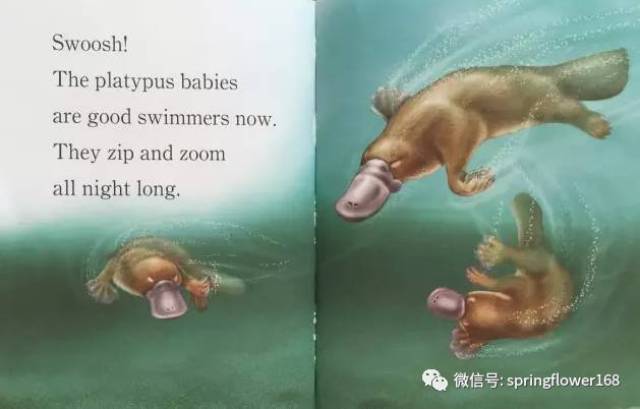 玩转英文绘本丨platypus!