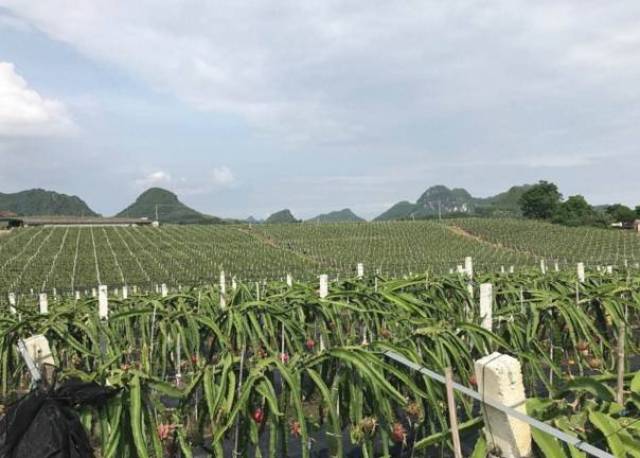 南宁火龙果抱团抢占商机欲在西北市场干一票大的