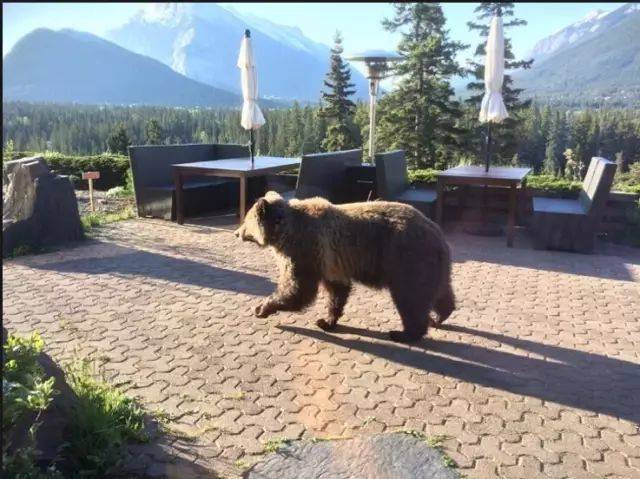 大名鼎鼎的班芙山林女王熊熊148号居然在bc省被杀害了