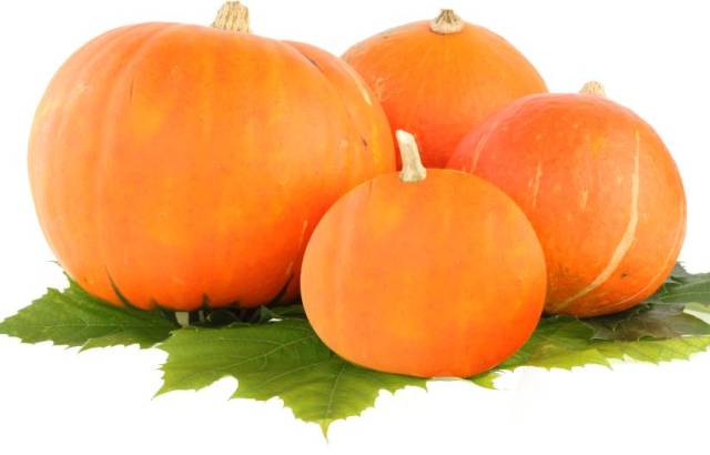 现在能种小南瓜吗 09d335de3d18464281547abc68496fc1.jpeg