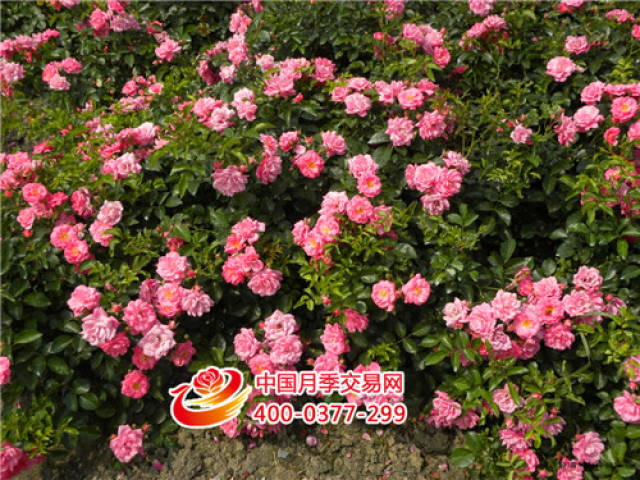 地被月季的花期(图1) 地被月季的花期(图1)
