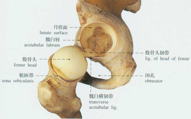 髋关节b超结果怎么看?看看这个就明白了