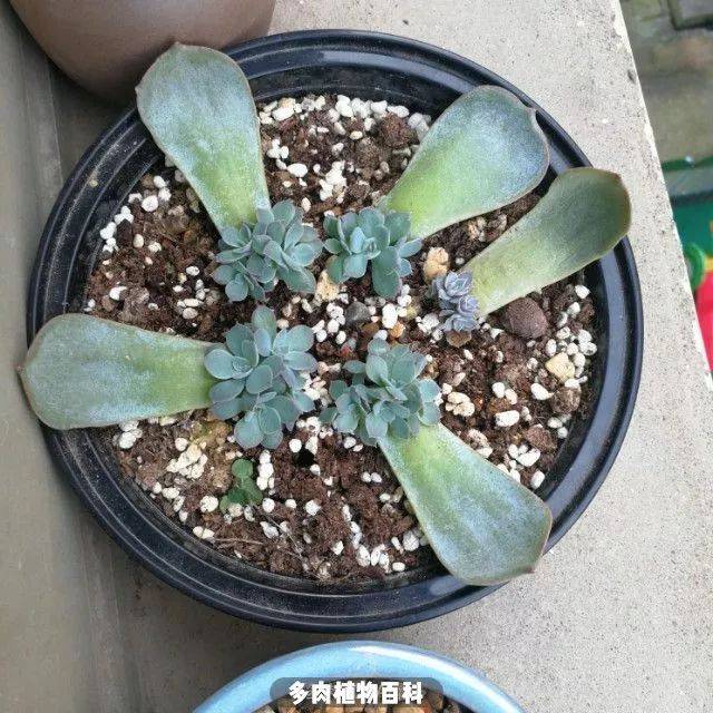 一棵蓝石莲的逆袭,完美诠释多肉逆袭的魅力!