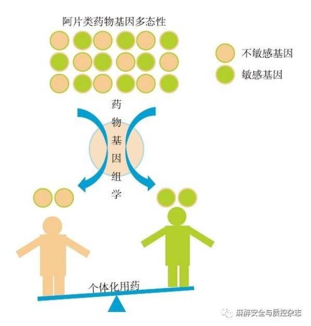 综述基于基因多态性的阿片类药物个体化应用提高围术期麻醉质量与安全