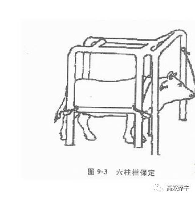 牛六柱栏保定法!让牛一动都不动!