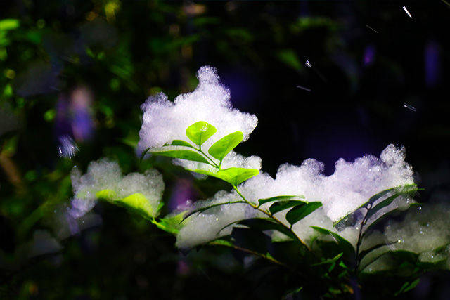 雪花飘落,把你捧在手心慢慢融化.