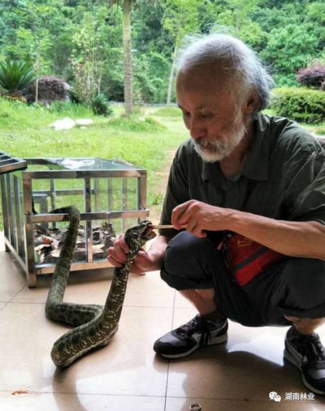 陈远辉在为莽山烙铁头治疗