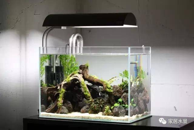 家居水景丨水族造景玩家36cm精致小缸造景分享