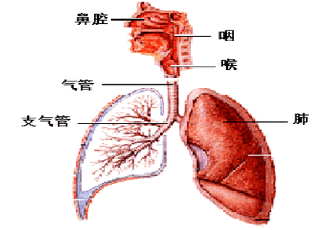 幼儿秋季卫生保健知识及疾病护理