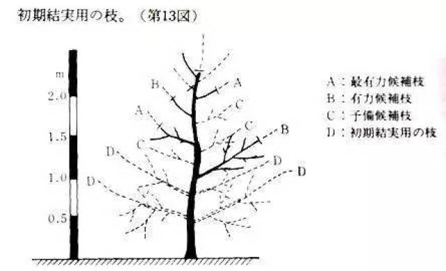 日本高品质的苹果树形——开心形的特点与整形方法