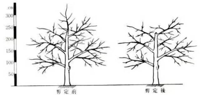 日本高品质的苹果树形——开心形的特点与整形方法