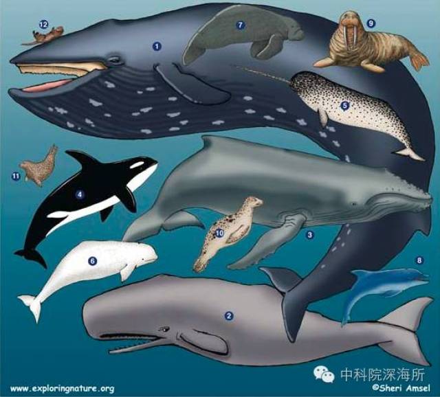 【科普】海洋哺乳动物的声世界