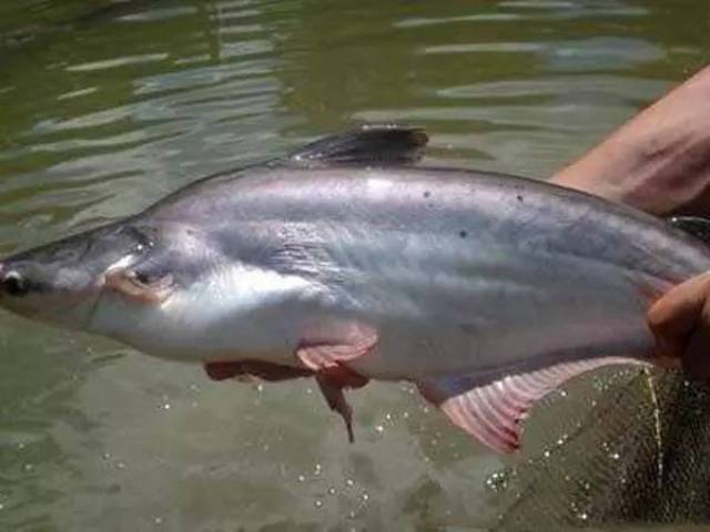 在澜沧江也能钓获此鱼,因体型似鲨而被称为"淡水鲨鱼"