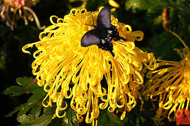 水云间带你走长安—菊花,崖柏,奇石,美食嗨不够