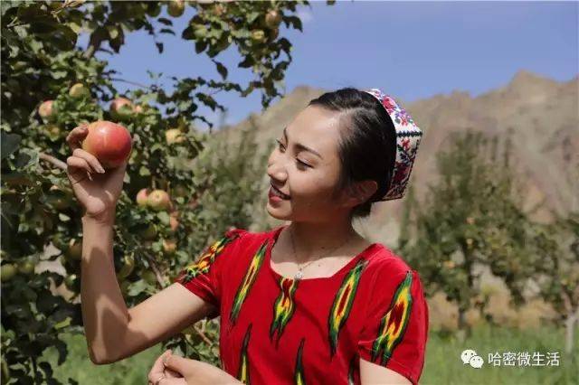 丰饶假日带孩子摘苹果赏雪莲80的哈密人都不知道这个地方