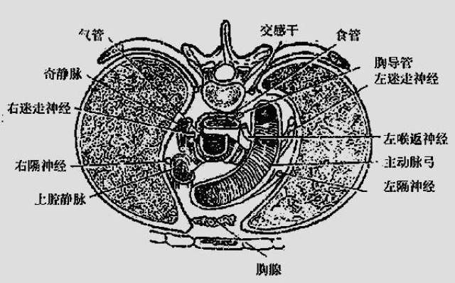 胸椎,颈椎,腰椎,骨棘突定位(图文详解)