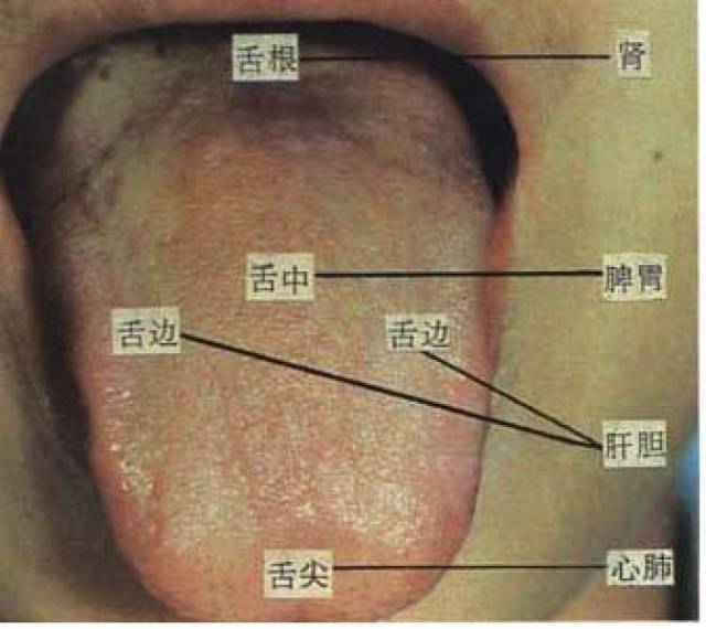 舌诊脏腑部位分属图