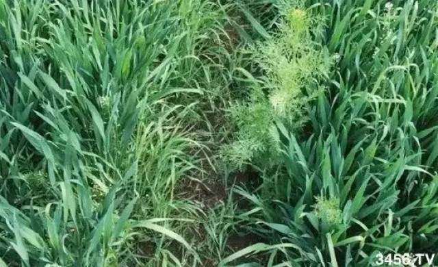 啥时候种小麦最适宜 bb8a89bfc813459b9dc28d1c21a1f559.jpeg