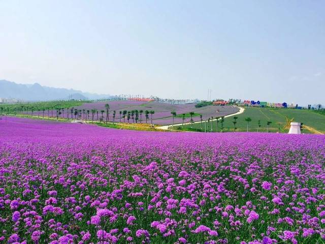 早餐后游览aaa级景区【忻城薰衣草庄园】(游览约3个小时)项目占地