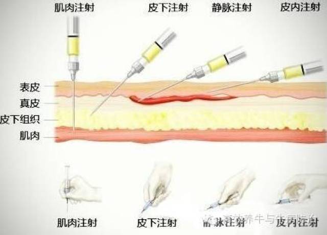 手把手:教你怎么给牛打针!