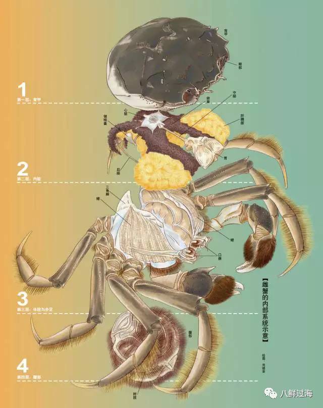 大闸蟹雌蟹的内部系统示意图