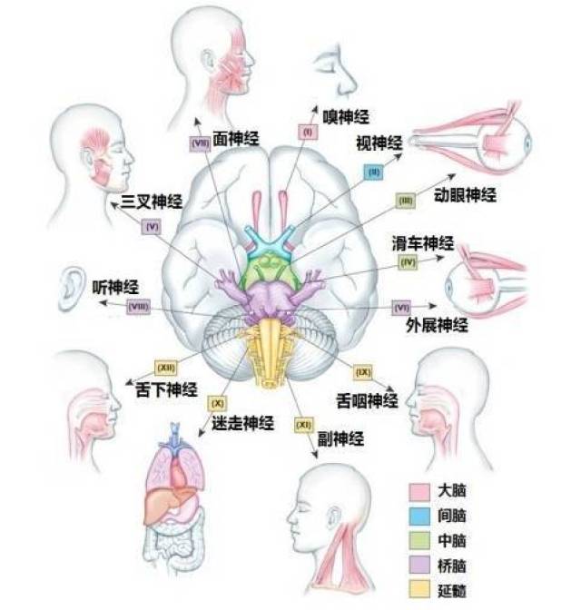 12对颅神经各自对应的脑区