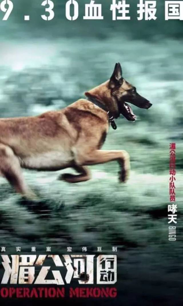 国庆来临,警犬"奇兵"助力安保