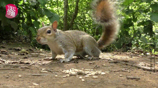 松鼠原来如此可爱-这是给猫看的视频-动物可爱之处