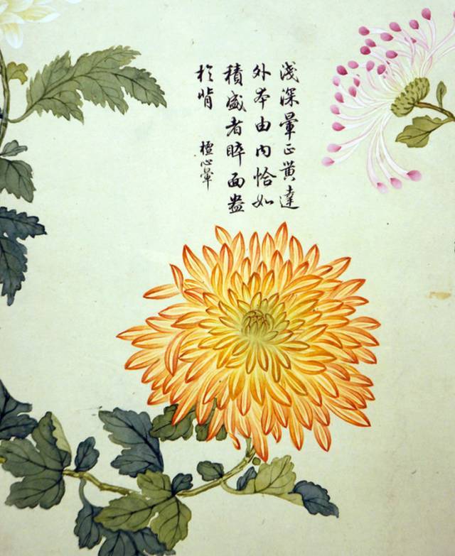 人淡如菊,宛若君子