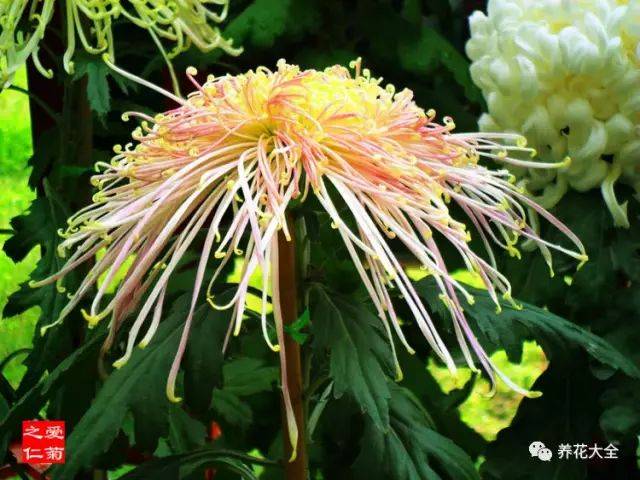 全球最美100款中华菊,馋得挪不动眼!