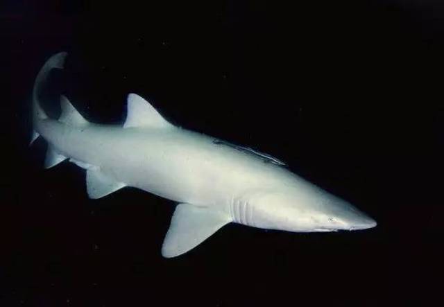 【rlyl物种说】今日--沙虎鲨(sand tiger shark)